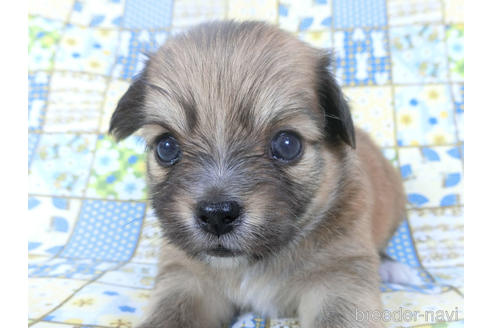 成約済の千葉県のミックス犬-149011