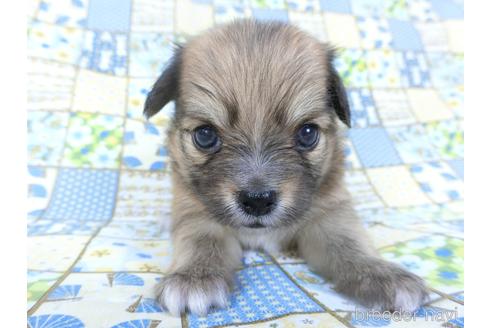 成約済の千葉県のミックス犬-149011の4枚目