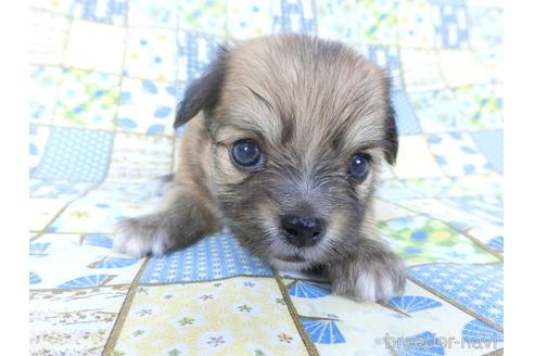 成約済の千葉県のミックス犬-149011の3枚目