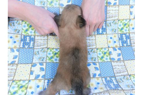 成約済の千葉県のミックス犬-149011の2枚目