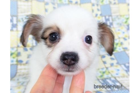 成約済の千葉県のパピヨン-147227