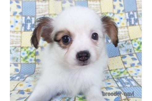 成約済の千葉県のパピヨン-147227の3枚目