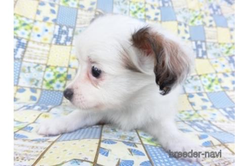 成約済の千葉県のパピヨン-147227の2枚目