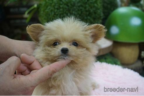 成約済の京都府のポメプー:ポメラニアン×トイプードル-145047