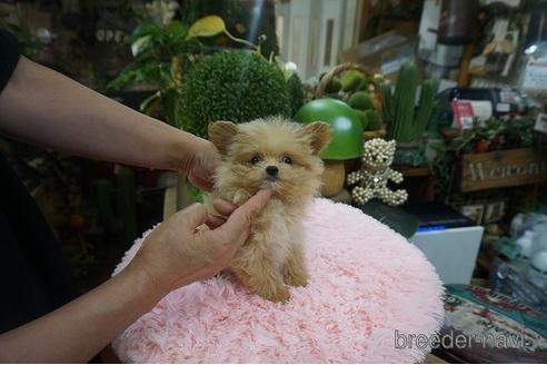 成約済の京都府のポメプー:ポメラニアン×トイプードル-145047の2枚目