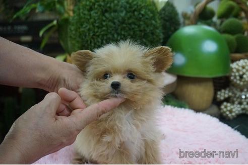 成約済の京都府のポメプー:ポメラニアン×トイプードル-145047の3枚目