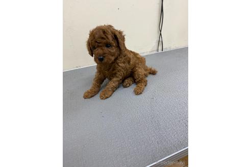 成約済の福岡県のトイプードル-149054の5枚目