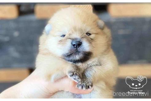 成約済の愛知県のポメラニアン-148263の12枚目