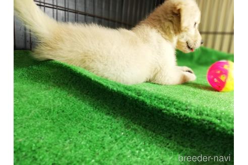 成約済の兵庫県のゴールデンレトリーバー-149069の3枚目