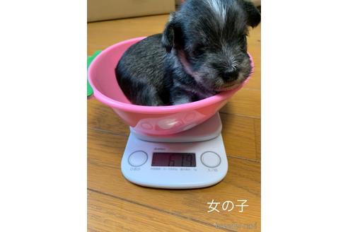 子犬