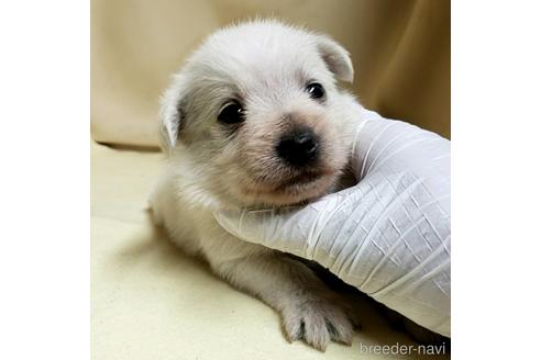成約済の茨城県のミックス犬-148382