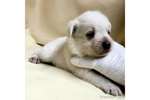 成約済の茨城県のミックス犬-148382の5枚目
