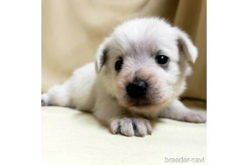 成約済の茨城県のミックス犬-148382の4枚目