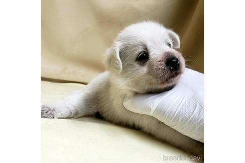 成約済の茨城県のミックス犬-148382の3枚目