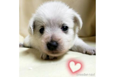 成約済の茨城県のミックス犬-148382の2枚目