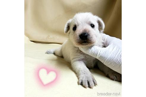 成約済の茨城県のミックス犬-148380の15枚目