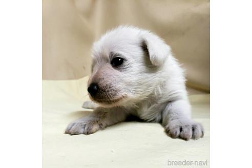 成約済の茨城県のミックス犬-148380の14枚目