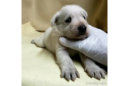 成約済の茨城県のミックス犬-148380の13枚目