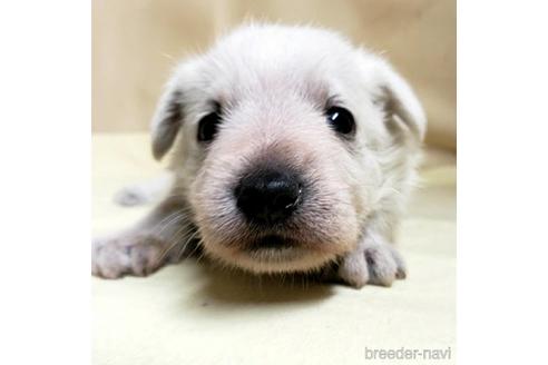 成約済の茨城県のミックス犬-148380の12枚目