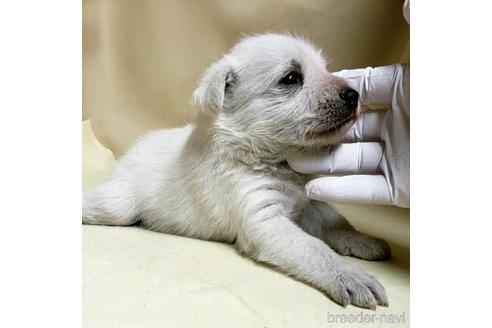 成約済の茨城県のミックス犬-148380の11枚目