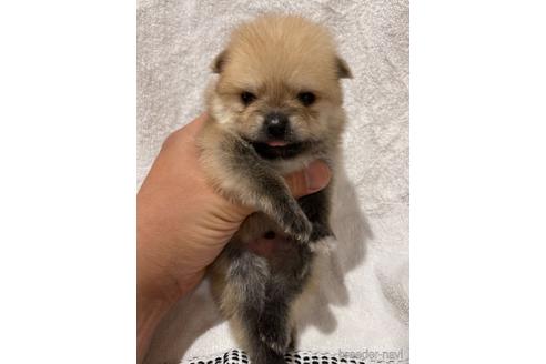 成約済の埼玉県のポメラニアン-147618の3枚目