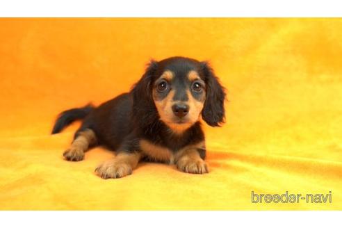 ミニチュアダックスフンド(ロングヘアード)の子犬を探す（192