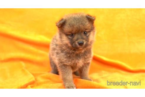 成約済の千葉県のミックス犬-149121の1枚目