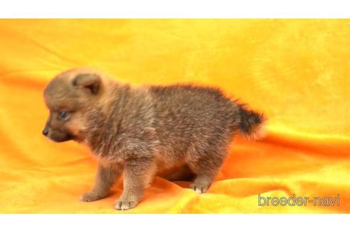 成約済の千葉県のミックス犬-149121の2枚目
