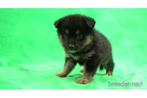 成約済の千葉県のミックス犬-149122の1枚目