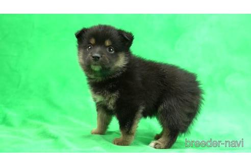 成約済の千葉県のミックス犬-149122の2枚目