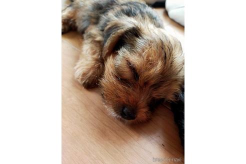 静岡県のミックス犬 男の子 21 07 28生まれ 可愛いマルキー ヨーキー マルチーズのmix 子犬id ブリーダーナビ 静岡県のミックス犬 男の子 21 07 28生まれ 可愛いマルキー ヨーキー マルチーズのmix 子犬id ブリーダーナビ