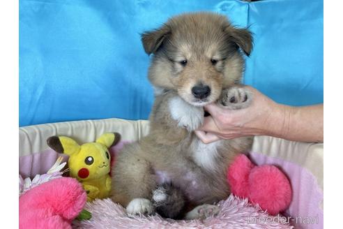 成約済の愛知県のラフコリー-145259の5枚目