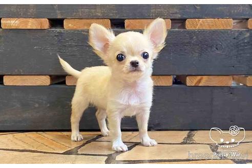 成約済の愛知県のチワワ(ロングコート)-149231の1枚目