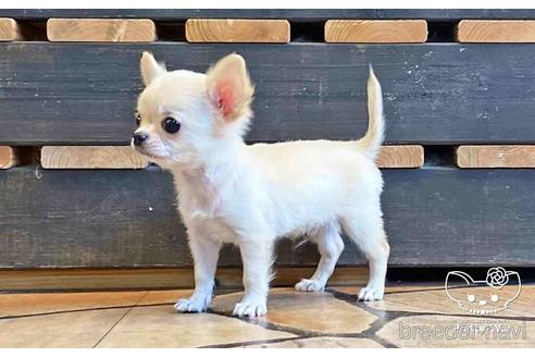 成約済の愛知県のチワワ(ロングコート)-149231の2枚目