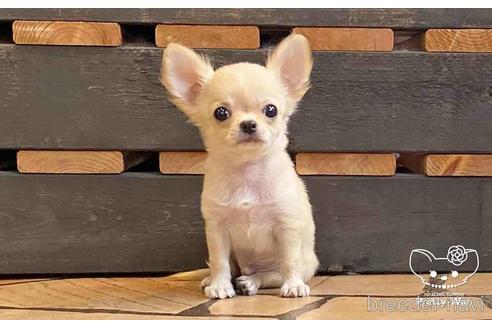 成約済の愛知県のチワワ(ロングコート)-149231の4枚目