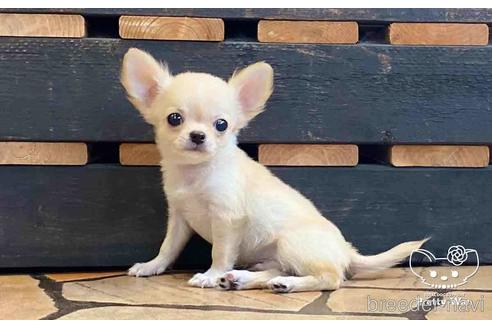 成約済の愛知県のチワワ(ロングコート)-149231の5枚目