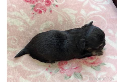 成約済の香川県のチワワ(ロングコート)-149249の4枚目