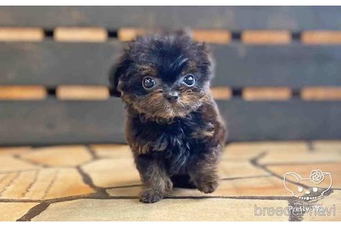 成約済の愛知県のチワプー:チワワ×トイプードル-149258の6枚目