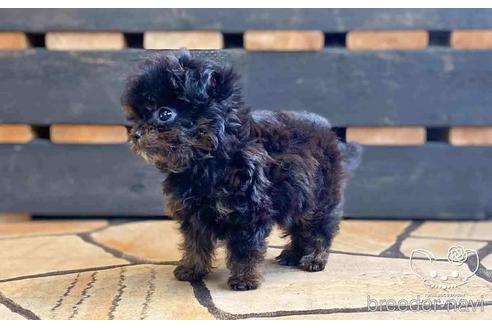 成約済の愛知県のチワプー:チワワ×トイプードル-149258の7枚目