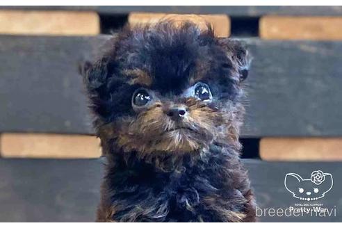 成約済の愛知県のチワプー:チワワ×トイプードル-149258の1枚目