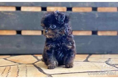 成約済の愛知県のチワプー:チワワ×トイプードル-149258の4枚目