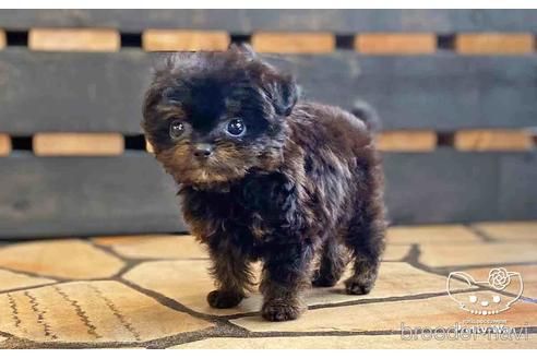 成約済の愛知県のチワプー:チワワ×トイプードル-149258の5枚目