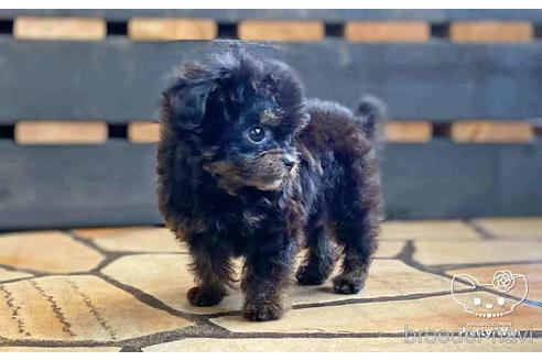 成約済の愛知県のチワプー:チワワ×トイプードル-149258の2枚目