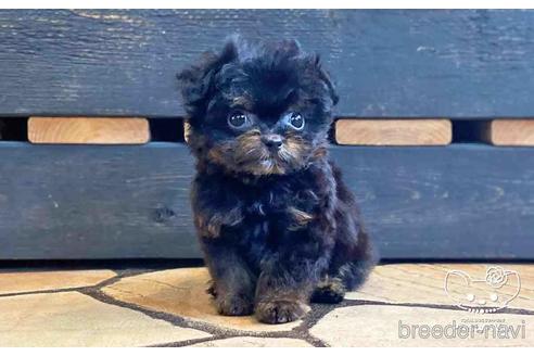 成約済の愛知県のチワプー:チワワ×トイプードル-149258の3枚目