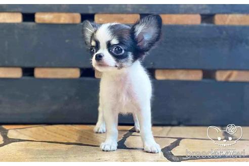 成約済の愛知県のチワワ(ロングコート)-149281の4枚目