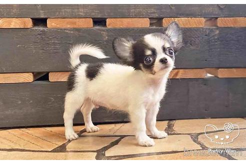 成約済の愛知県のチワワ(ロングコート)-149281の6枚目