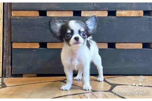 成約済の愛知県のチワワ(ロングコート)-149281の5枚目