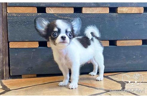 成約済の愛知県のチワワ(ロングコート)-149281の2枚目