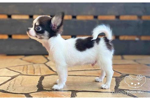 成約済の愛知県のチワワ(ロングコート)-149281の3枚目