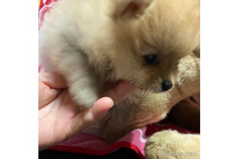 成約済の福岡県のポメラニアン-149296の2枚目